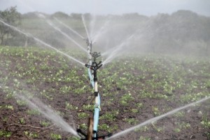 STAGIONE IRRIGUA. PROROGA FINE OTTOBRE. SI LAVORA PER  LA PROSSIMA STAGIONE IRRIGUA.