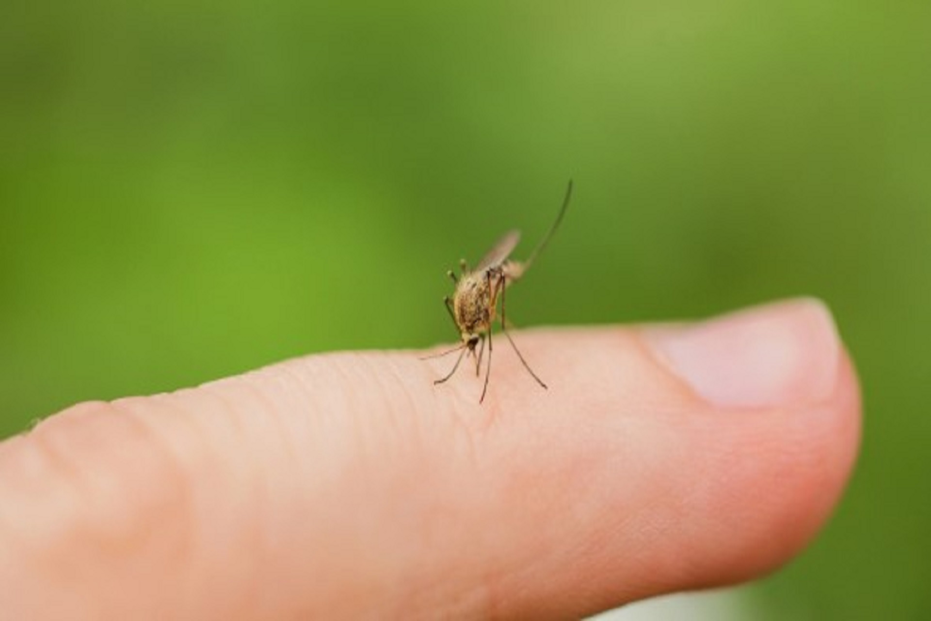 dengue sito